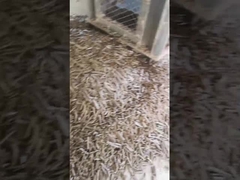 ধানের তুষ ভার্টিক্যাল পেলেট মিল 5টন/এইচ বায়োমাস রিং ডাই পেলেট মেশিন প্যাকিং মেশিনের সাথে